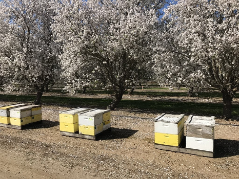 /ARSUserFiles/20220500/Varroa/How to Sample/Honeybee colonies in almond orchard.png